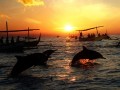 lovinabeachdolphintour